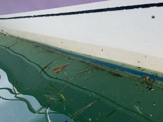 ヤマハ FISH-15 CUSTOM