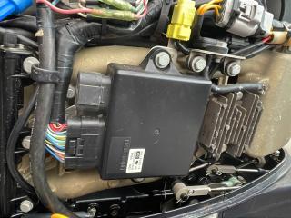 シュガーレイマリーン ハンマーヘッド123tomboy