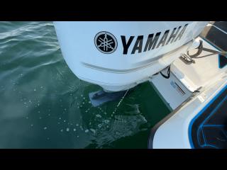 ヤマハ YFR27EX