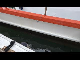 ヤマハ DY48